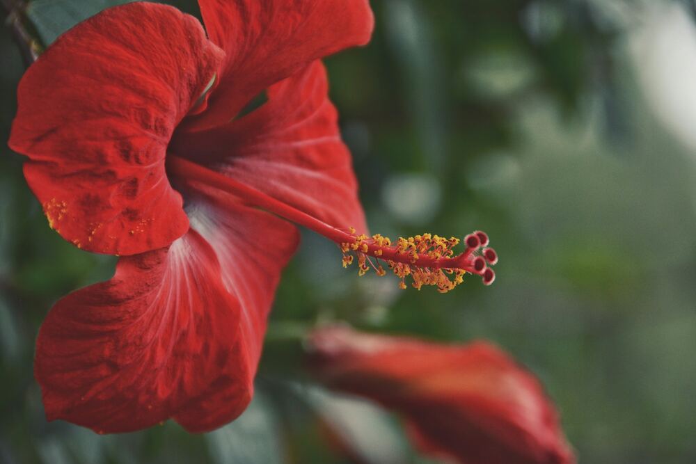 Hibiscus Flower
