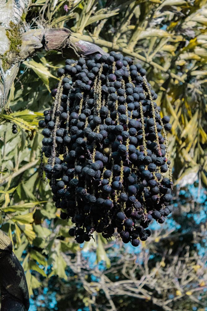 Acai Berry