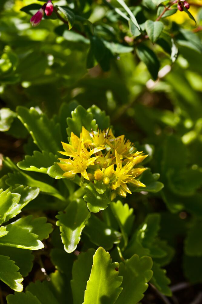 Rhodiola Rosea