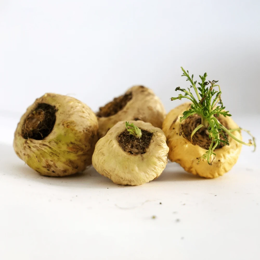 Maca Root