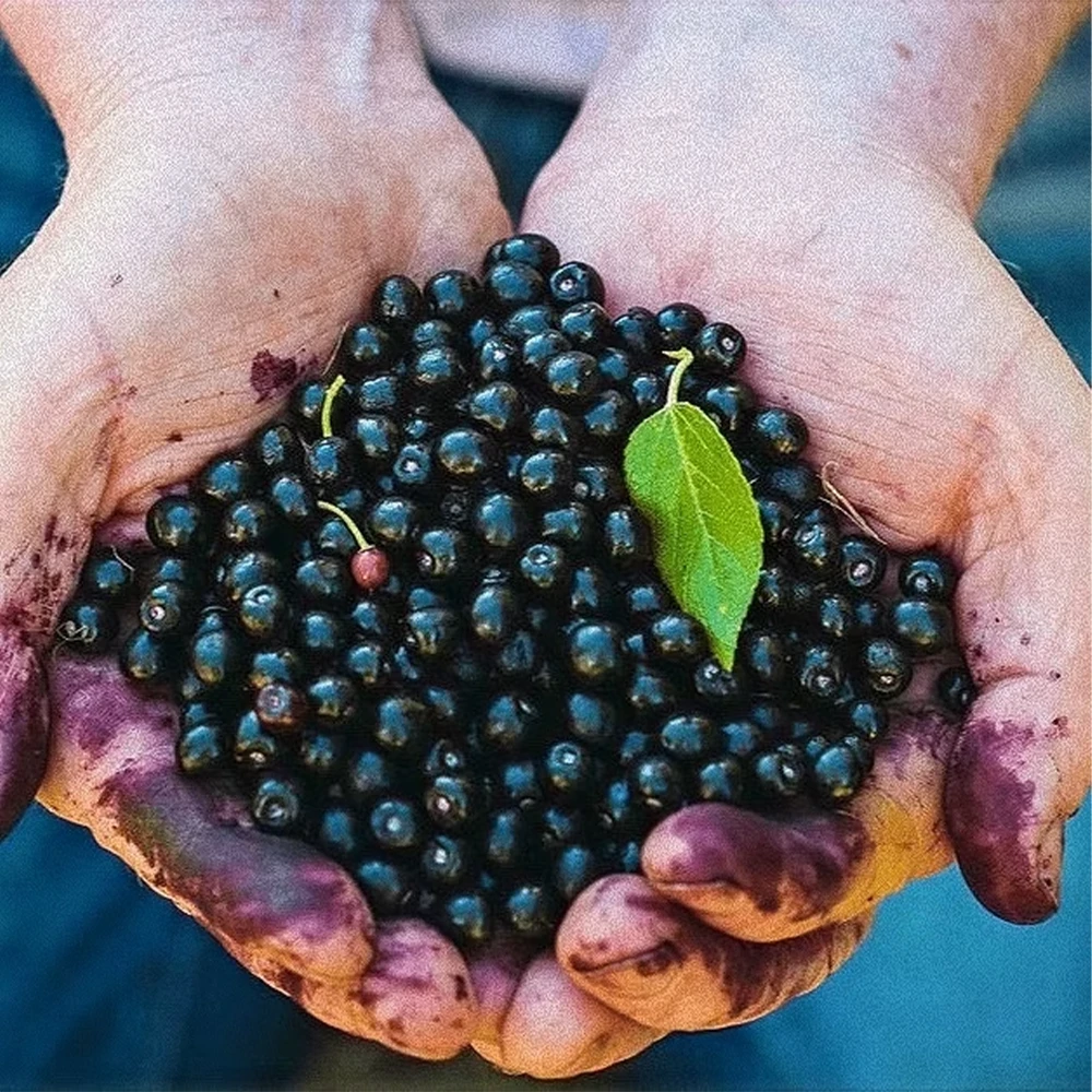 Maqui Berry