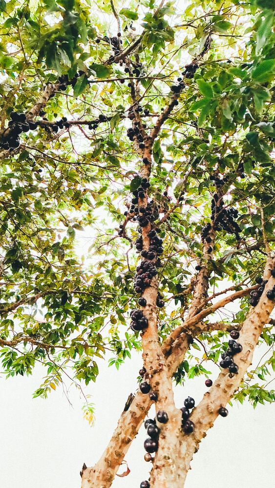 Jabuticaba