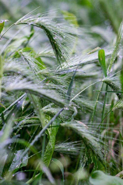Barley Grass