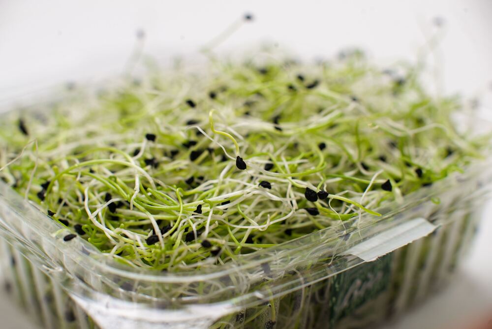 Alfalfa Grass