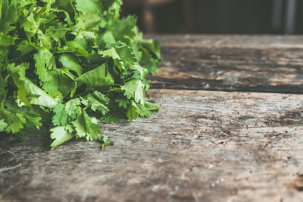 Cilantro Leaf