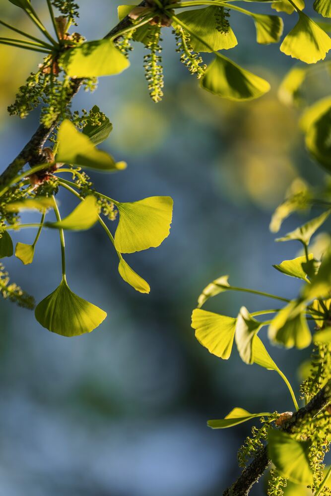 Ginkgo Leaf