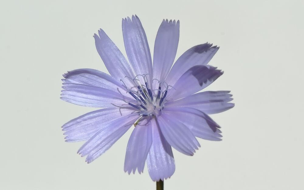 Chicory Root