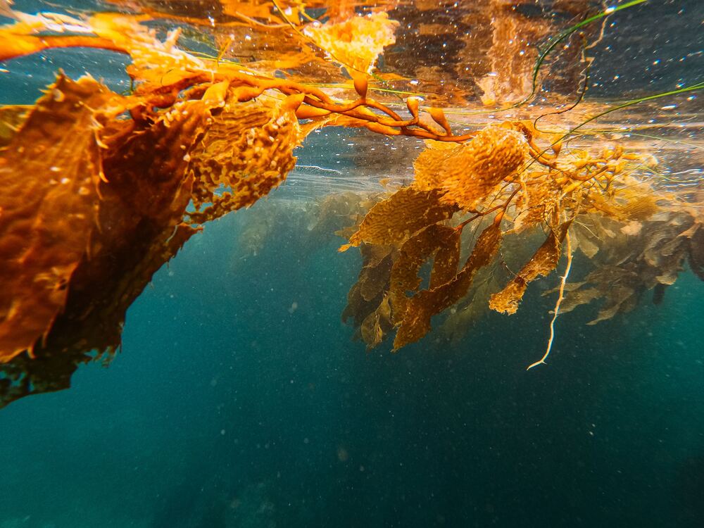 Fucoidan Seaweed