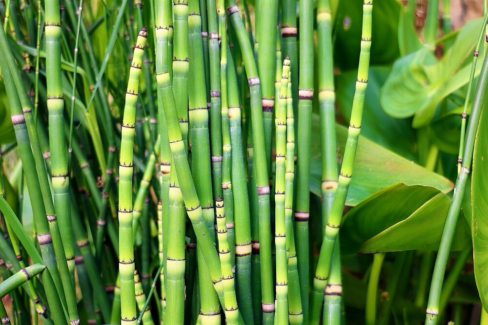 Bamboo Extract