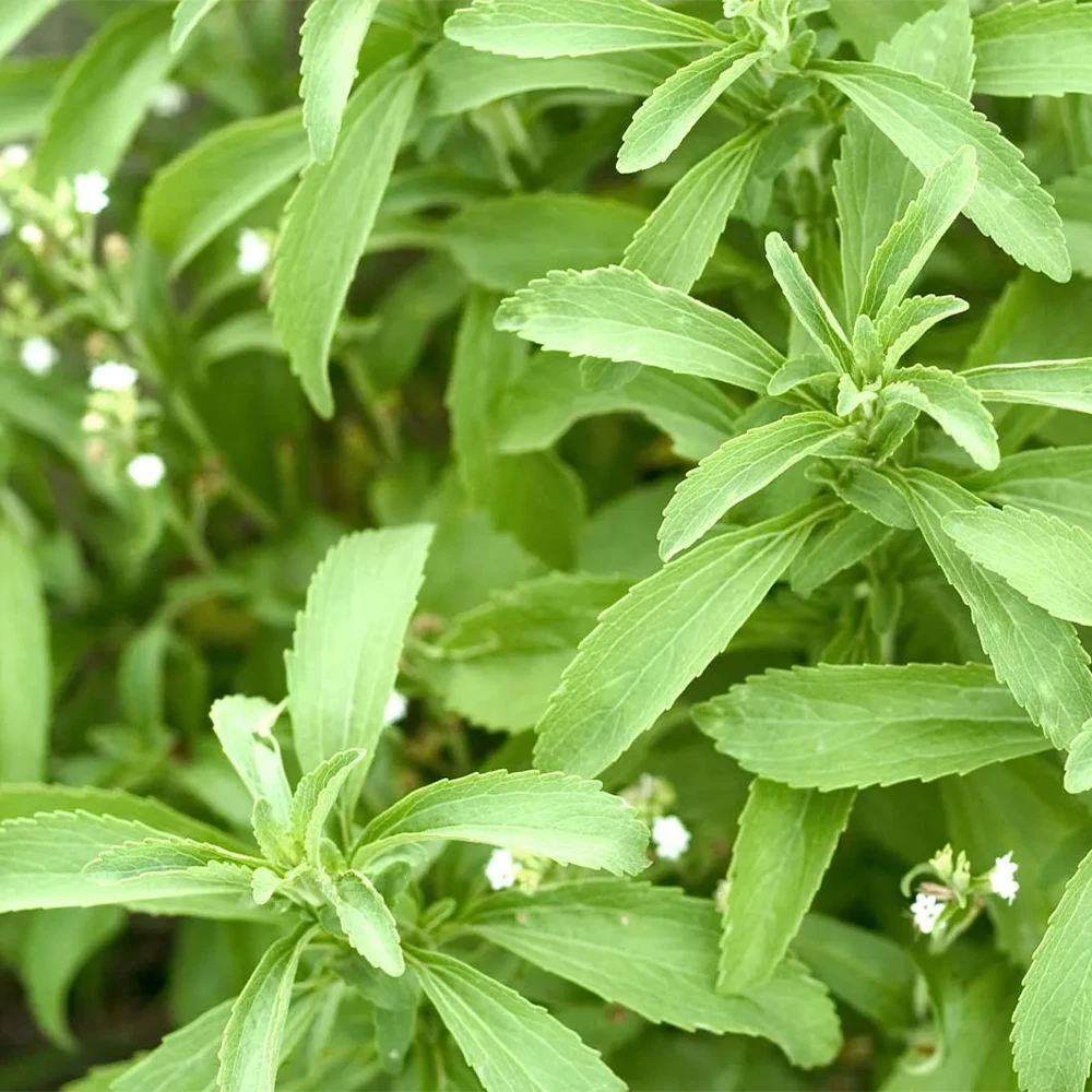 Stevia Leaf