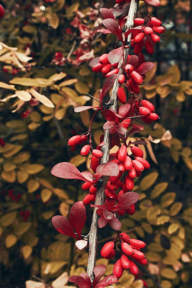 Berberine