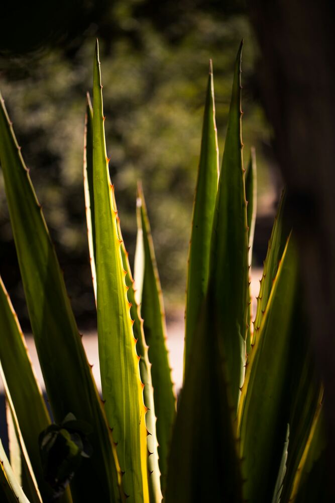 Aloe Polysaccharides
