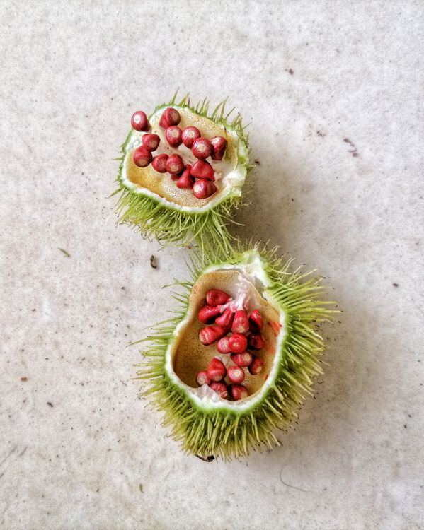 Annatto